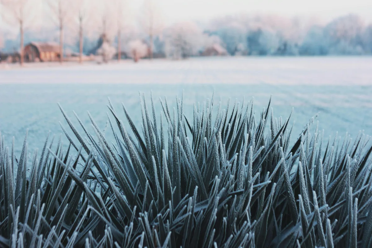Tuin met winterbeeld in Twello
