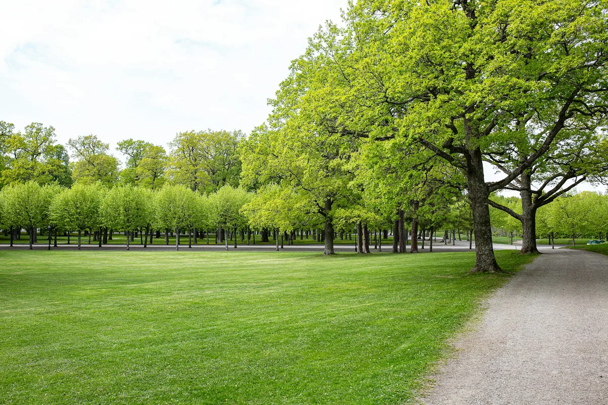 Ruime tuin op zand in Epe