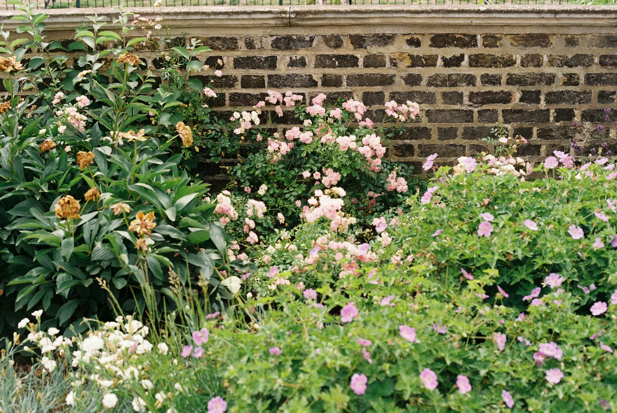 Dezelfde tuin in juli, met de borders in bloei